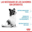 ROYAL CANIN | Alimento seco para perros cachorros de razas muy pequeñas