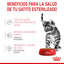 RC-SPT-WET-KittenSter-CIG-CV-3-es_ES