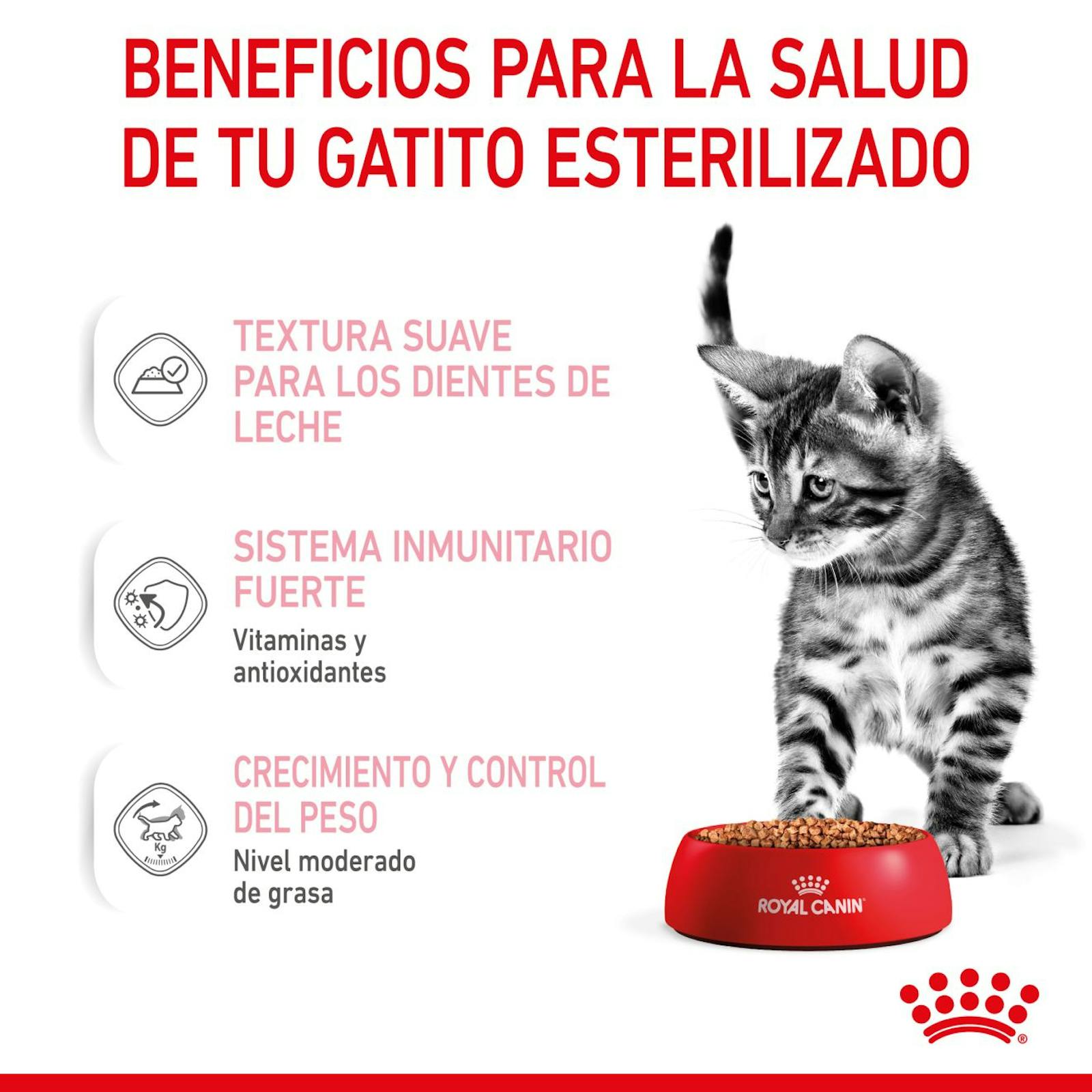 RC-SPT-WET-KittenSter-CIG-CV-3-es_ES