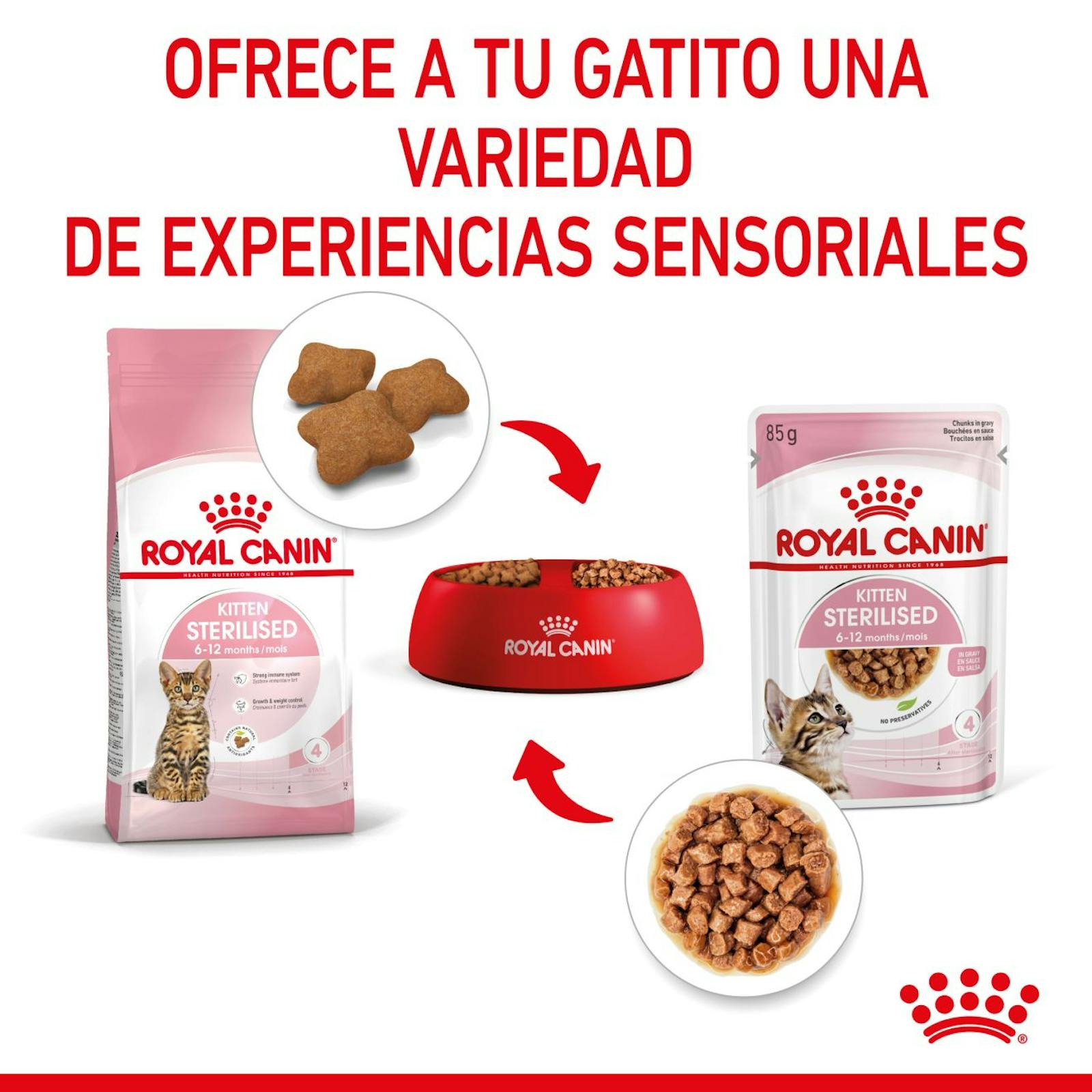 RC-SPT-WET-KittenSter-CIG-CV-4-es_ES