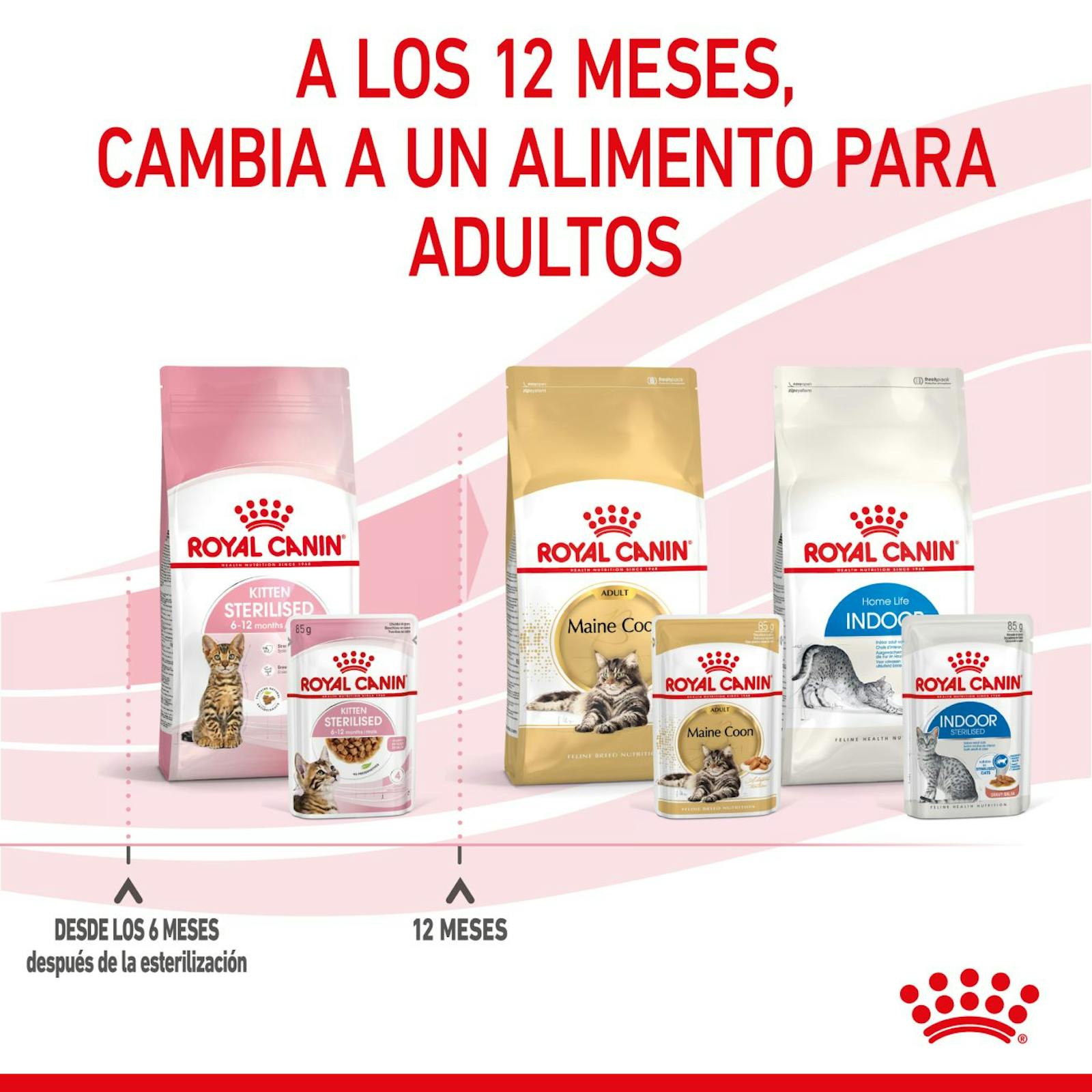 RC-SPT-WET-KittenSter-CIG-CV-8-es_ES
