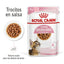 RC-SPT-WET-KittenSter-CIG-MV-1-es_ES (1)