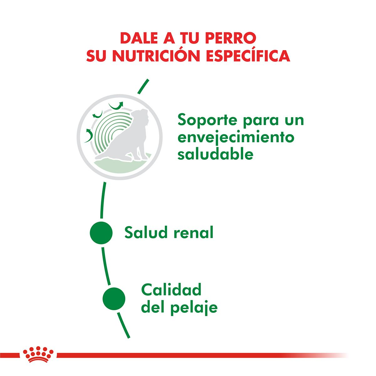 ROYAL CANIN | Alimento húmedo para perros sénior de razas pequeñas (Pack de 12 bolsitas de 85g) — imagen oficial 4