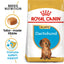 ROYAL CANIN | Alimento seco para perros cachorros Dachshund — imagen oficial 2