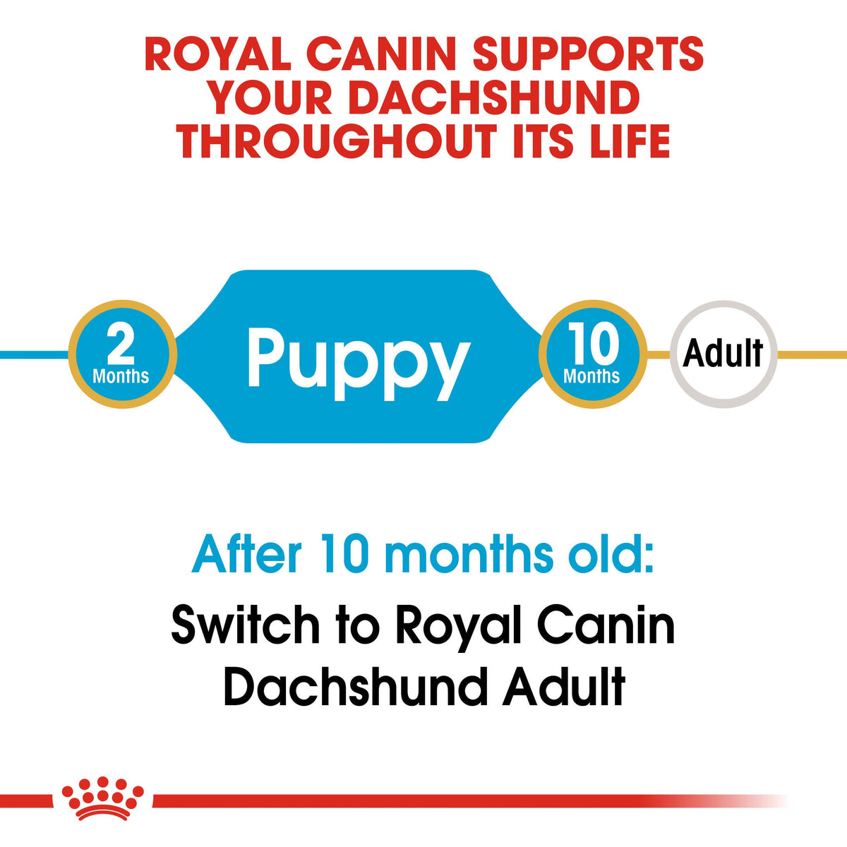 ROYAL CANIN | Alimento seco para perros cachorros Dachshund — imagen oficial 3