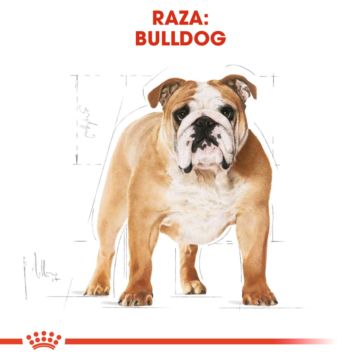 ROYAL CANIN | Alimento seco para perros adultos Bulldog inglés — imagen oficial 3