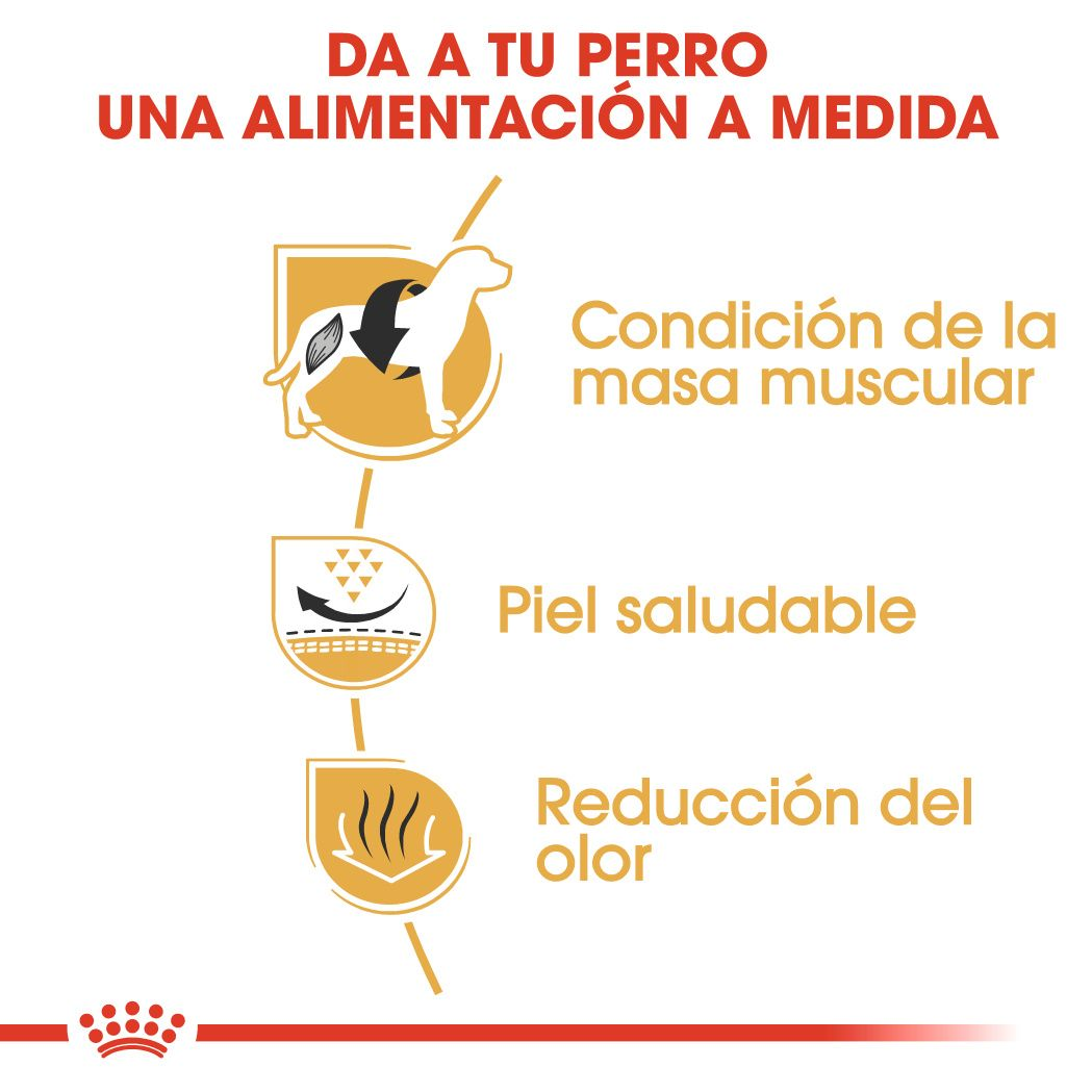 ROYAL CANIN | Alimento seco para perros adultos Bulldog francés — imagen oficial 4