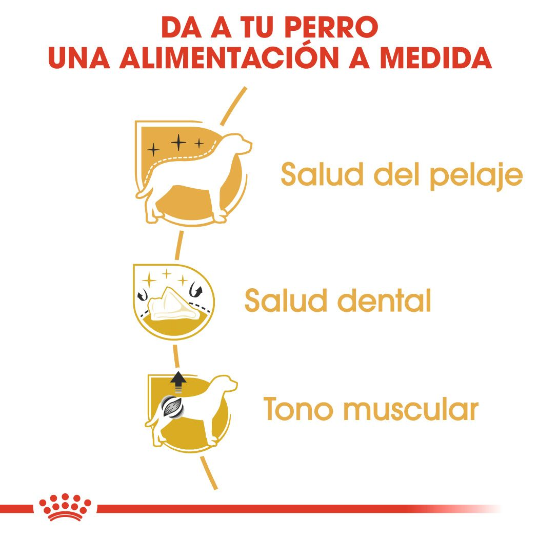 ROYAL CANIN | Alimento seco para perros adultos Poodle — imagen oficial 3