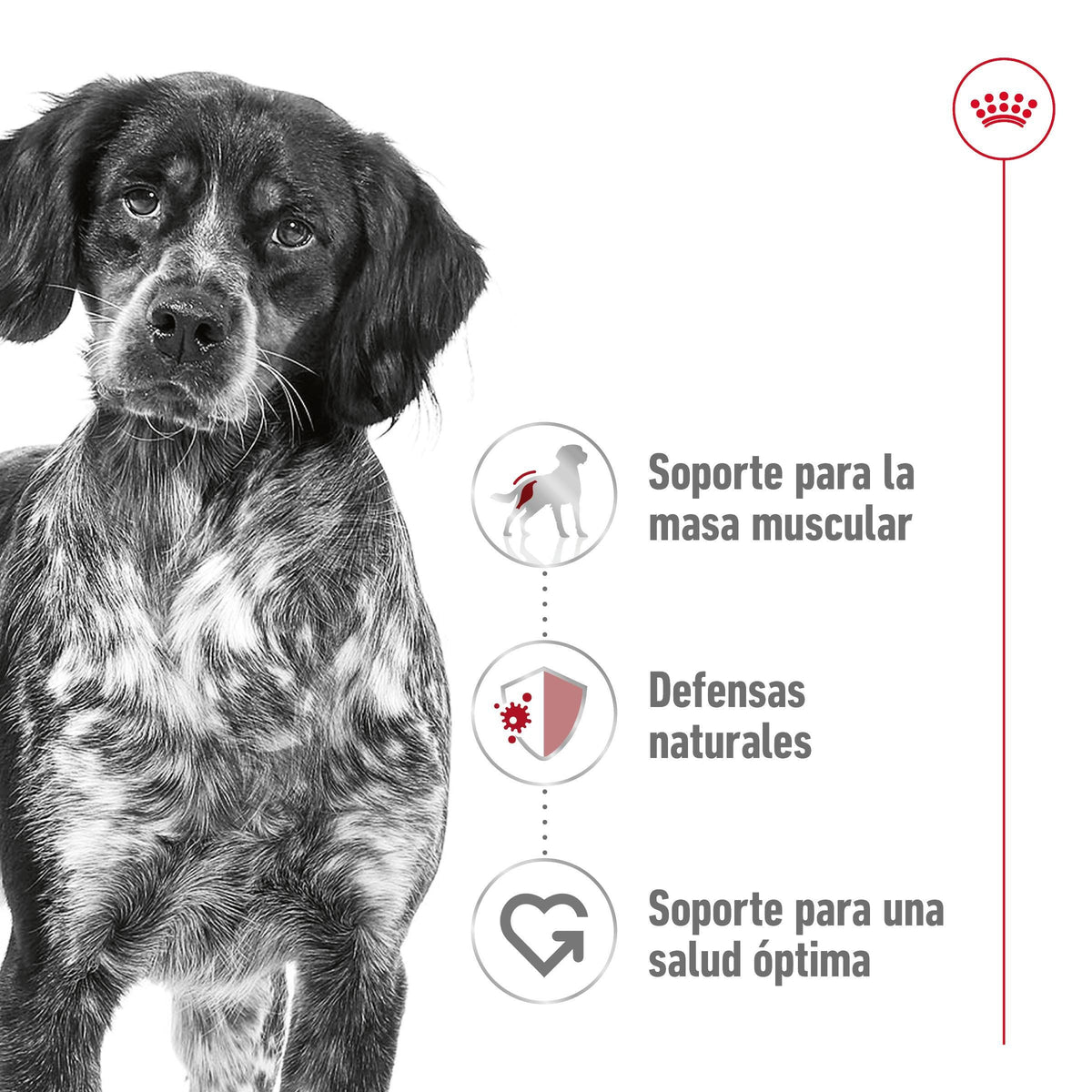 ROYAL CANIN | Alimento seco para perros adultos de razas medianas — imagen oficial 3