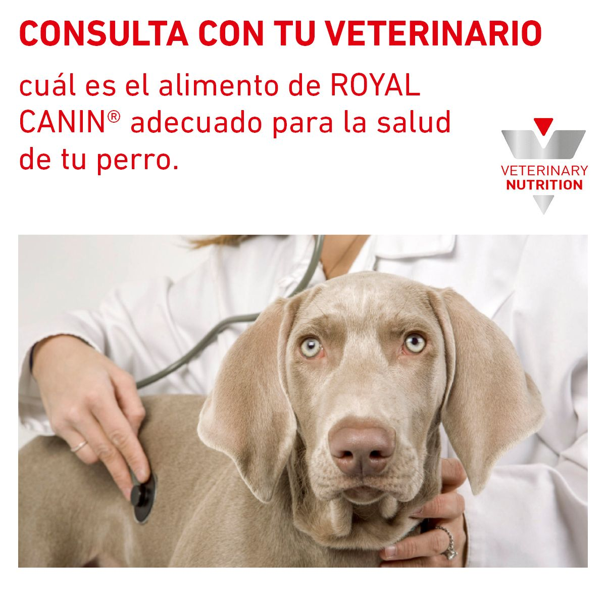 Royal Canin Hepatic lata para perros · consulta con tu veterinario