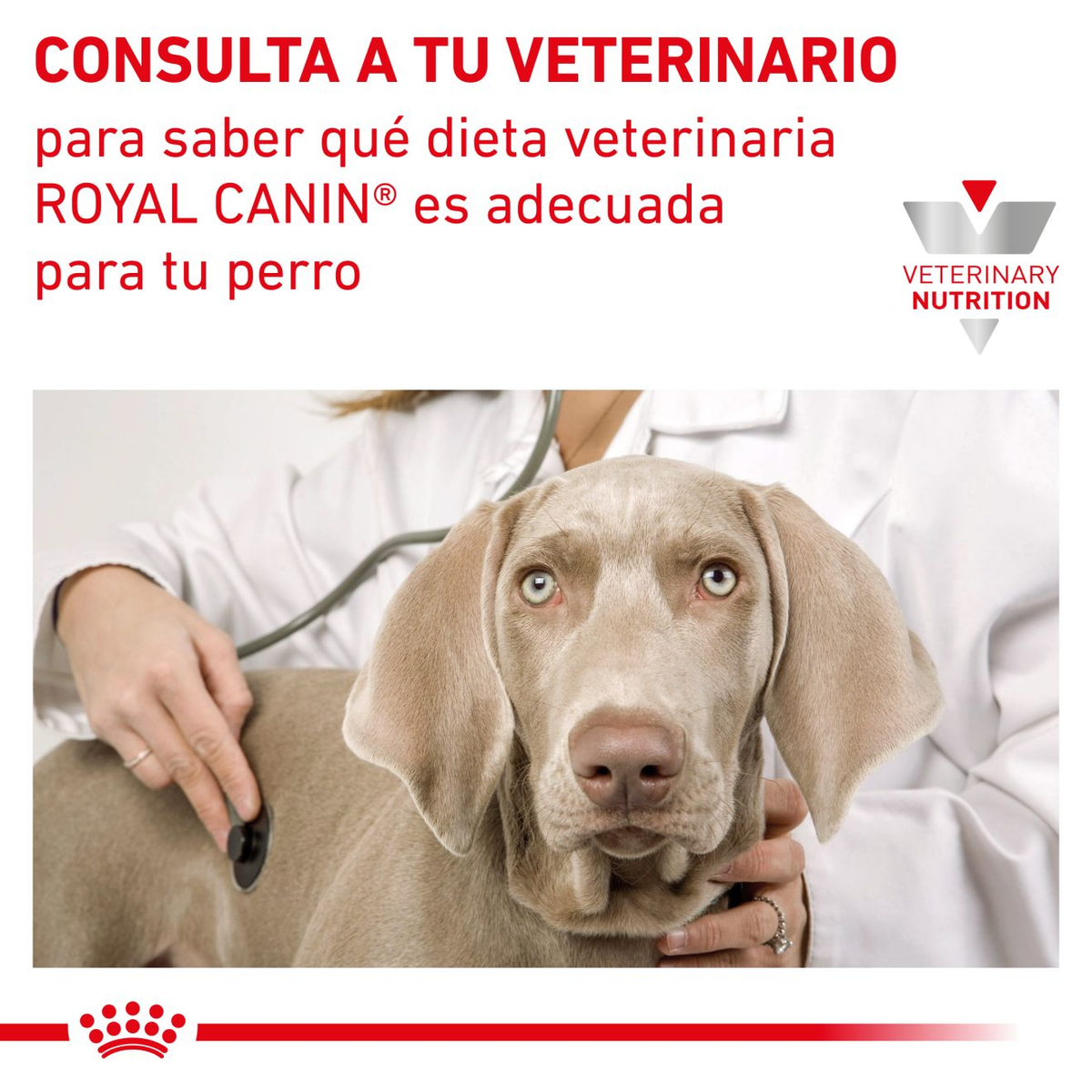 Royal Canin Renal lata para perros · consulta a tu veterinario