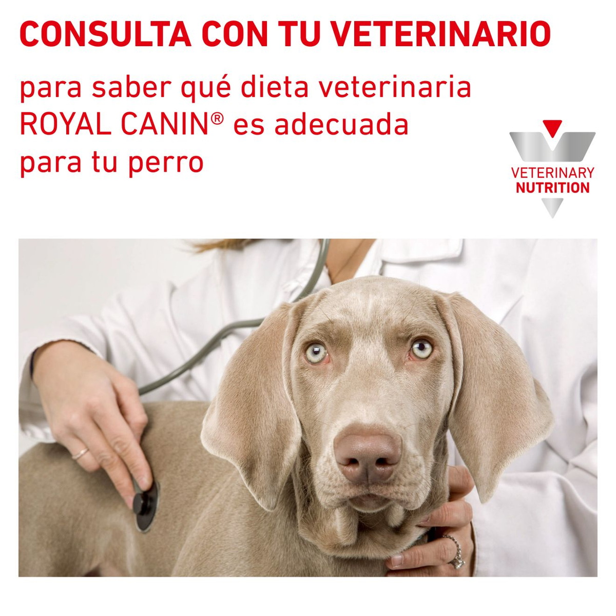 Royal Canin Urinary S/O lata para perros · consulta con tu veterinario