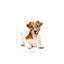 SHN24-MINI_AGE-JACK-LYING-EMBLEMATIC-PICTURE-B1