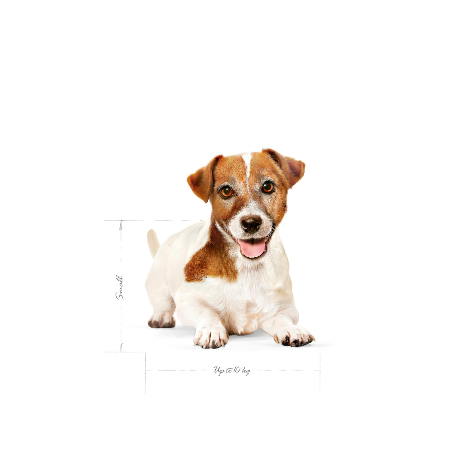SHN24-MINI_AGE-JACK-LYING-EMBLEMATIC-PICTURE-B1
