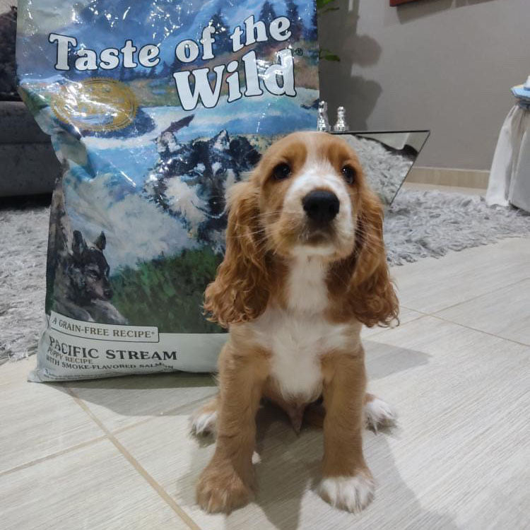 Taste of the Wild | Pacific Stream cachorros con salmón ahumado