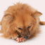 Perro disfrutando un Zoë Better Bone