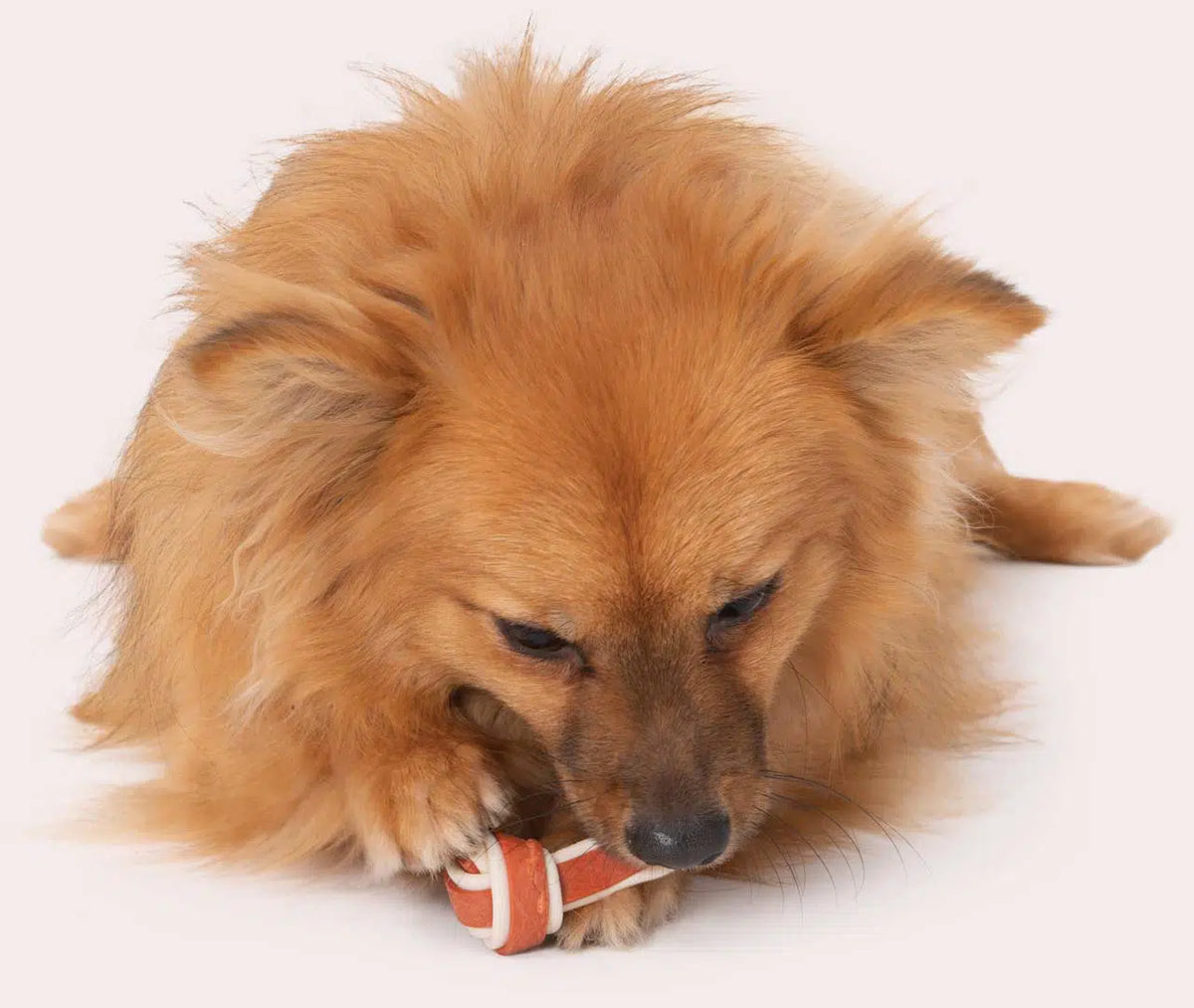 Perro disfrutando un Zoë Better Bone