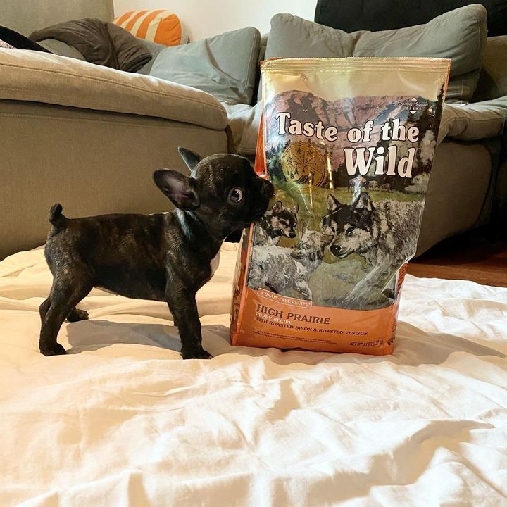 Taste of the Wild | High Prairie cachorros con bisonte y venado asados