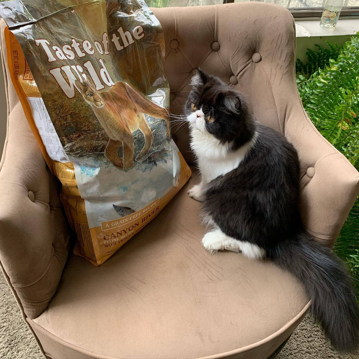 Taste of the Wild | Canyon River gatos con trucha y salmón ahumado