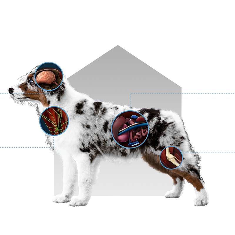 Beneficios de Canbo cachorros razas medianas y grandes