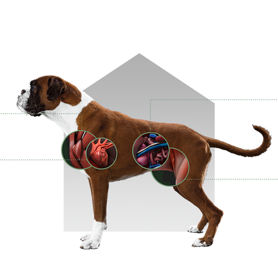 Canbo | DOG WEIGHT CONTROL CON POLLO T.RZ AD