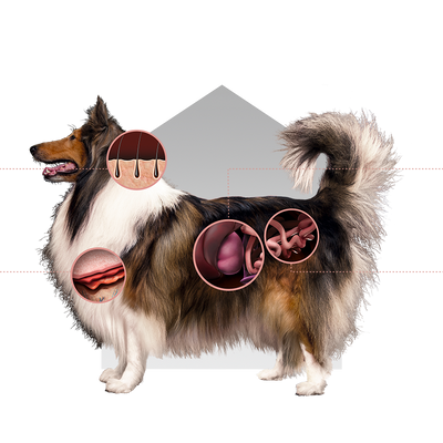 Canbo | DOG SKIN PROTECTION CON SALMON T.RZ AD