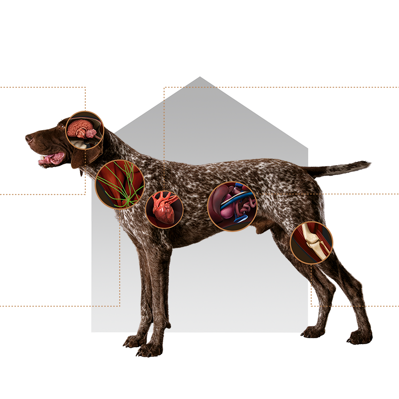 Canbo | DOG CON POLLO ARROZ T.RZ SENIOR