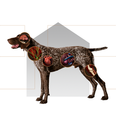 Canbo | DOG CON POLLO ARROZ T.RZ SENIOR