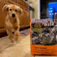 Taste of the Wild | High Prairie cachorros con bisonte y venado asados