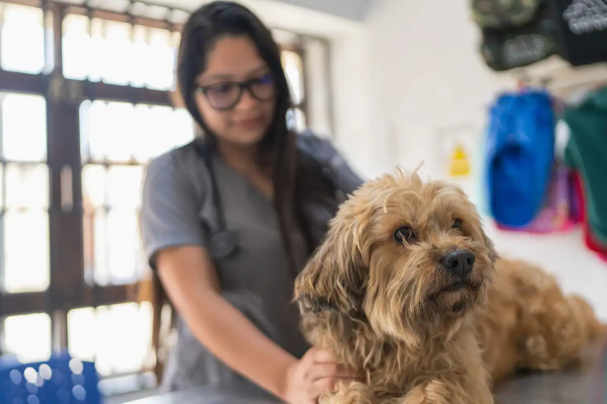 Librela de Zoetis para el manejo veterinario de la osteoartritis canina