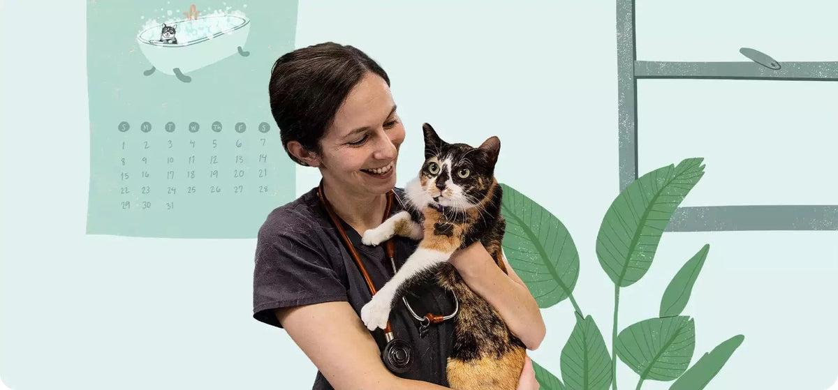 Solensia de Zoetis para el manejo veterinario de la osteoartritis felina