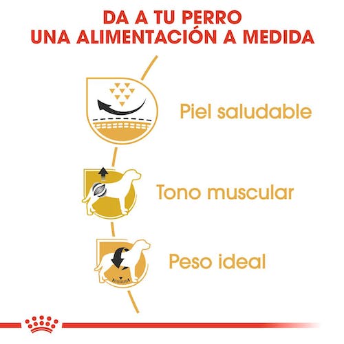 ROYAL CANIN | Alimento seco para perros adultos Pug