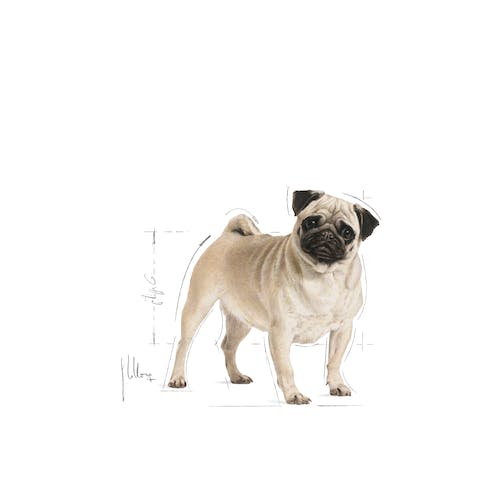 ROYAL CANIN | Alimento seco para perros adultos Pug