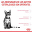 ROYAL CANIN | Alimento seco para gatitos Sterilized