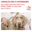 ROYAL CANIN | Alimento húmedo para perros Urinary S/O (Pack de 12 latas de 410g)