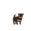 ROYAL CANIN | Alimento seco para perros cachorros Yorkshire Terrier